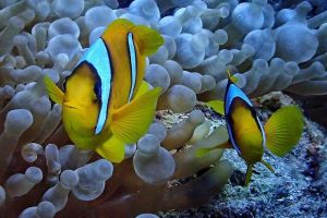 Four Seasons Resort Sharm El Sheikh